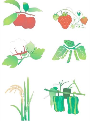 农作物水果图片