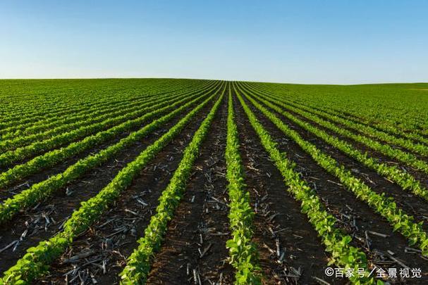 掌握农作物种植技术与病虫草鼠害防治,促进农业种植产量增加