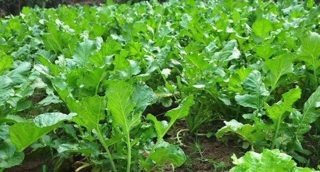 想要种好萝卜和白菜这三种好办法能够快速生长提高农作物产量