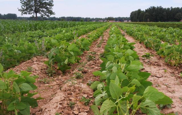 农田种植红薯为了提高种植收益与什么农作物配套比较好