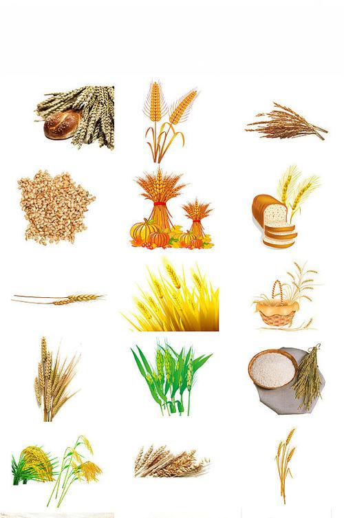 农作物小麦免抠png透明底素材