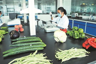 晋江市探索一系列创新举措 探索农产品质量监管 服务外包